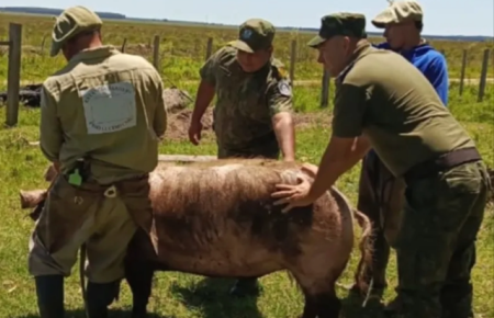 Corrientes: la Policía recuperó un chancho de más de 200 kilos que estaba perdido